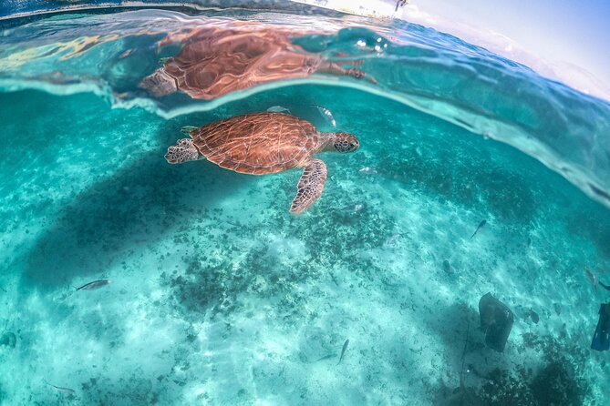 Private Half Day Tour in Cenote Cave and Swimming With Turtles - Itinerary and Duration