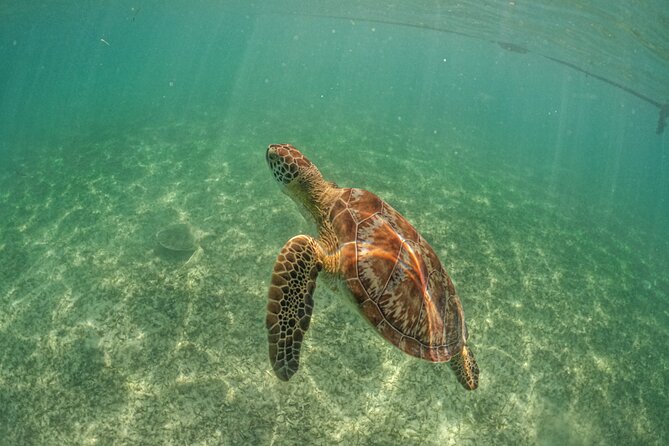 Private Half Day Tour in Cenote Cave and Swimming With Turtles - Requirements and Restrictions