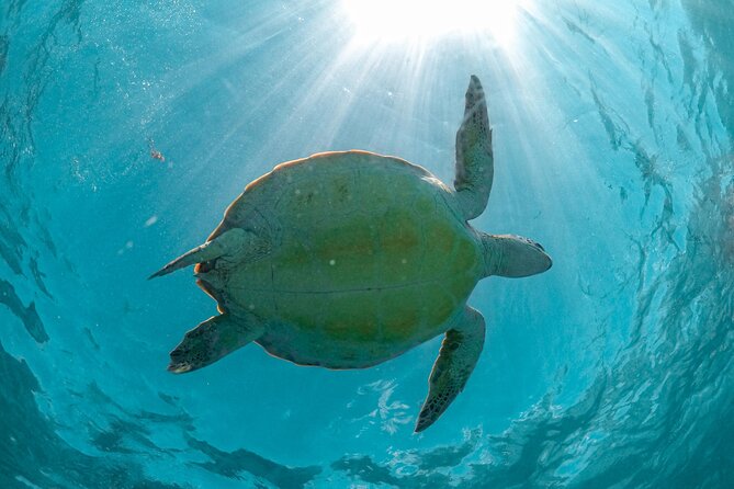 Private Half Day Tour in Cenote Cave and Swimming With Turtles - Pricing and Booking Information