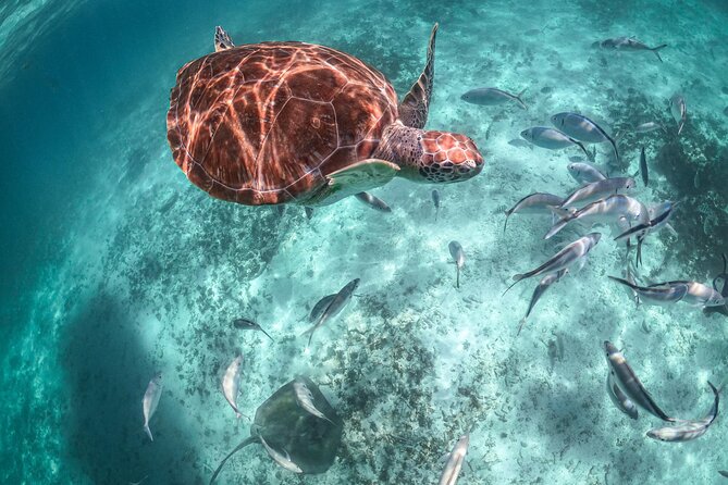 Private Half Day Tour in Cenote Cave and Swimming With Turtles - Frequently Asked Questions