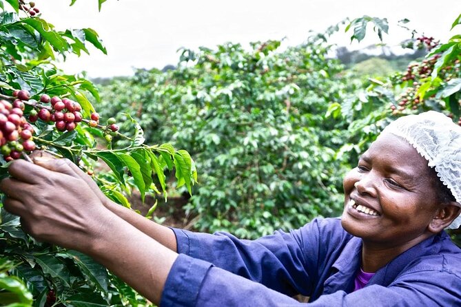 Private Half-Day Tour in Fairview Coffee Farm From Nairobi - Key Points