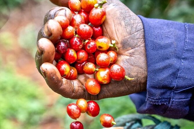 Private Half-Day Tour in Fairview Coffee Farm From Nairobi - Inclusions