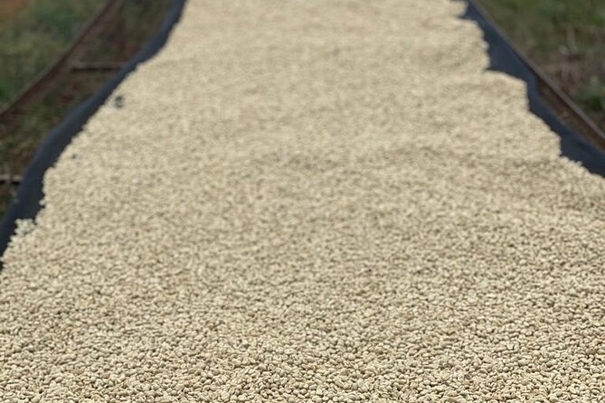 Private Half-Day Tour in Fairview Coffee Farm From Nairobi - Reviews