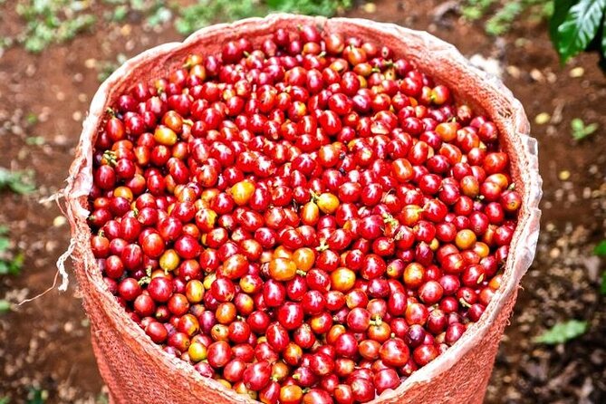Private Half-Day Tour in Fairview Coffee Farm From Nairobi - Meeting and Pickup