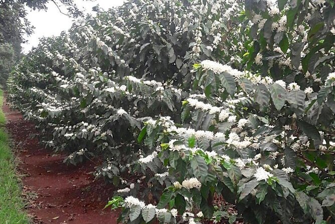 Private Half-Day Tour in Fairview Coffee Farm From Nairobi - Private Transportation and Guide