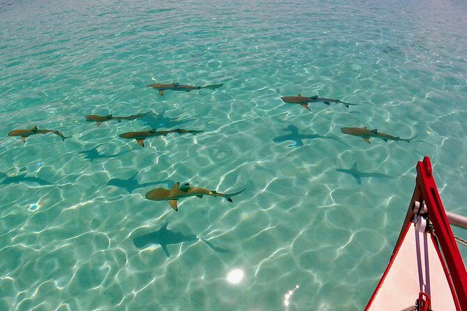 PRIVATE Half Day Tour : Moorea Snorkeling & Sailing on a Catamaran named Taboo - Who Will Love This Tour?