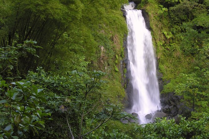 Private Half Day Tour of Roseaus Natural Beauty - Customer Reviews