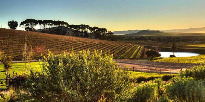 Private Half-day Tour of the Cape Winelands in Stellenbosch - Itinerary