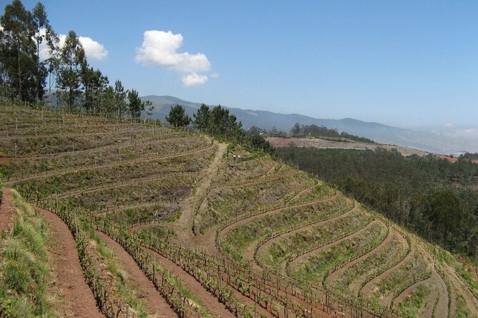 Private Half-Day Tour of Wine Fields in Portugal  - Highlights of the Private Tour