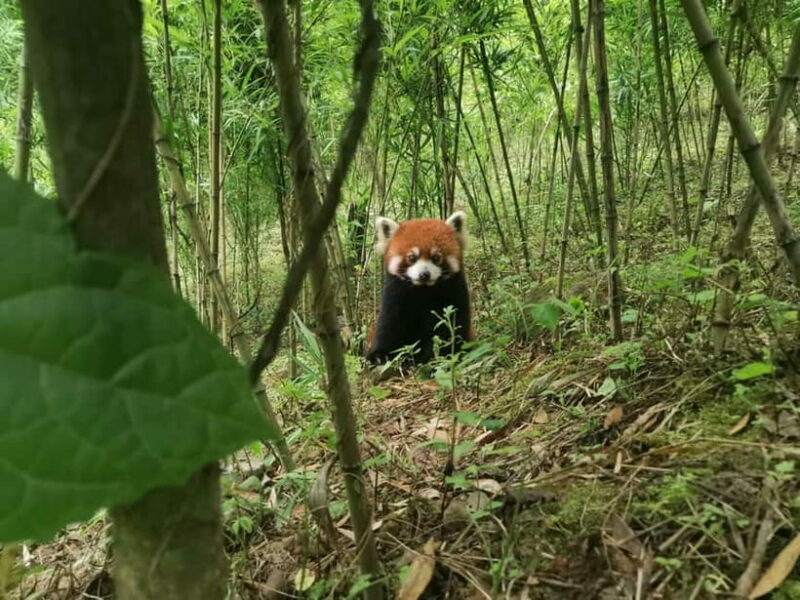 Private Half-Day Tour to Chengdu Panda Base - The Itinerary Breakdown: What You Can Expect