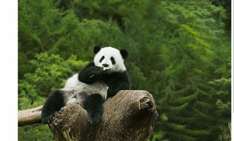 Private Half-Day Tour to Chengdu Panda Base - Authentic Encounters: What Travelers Say