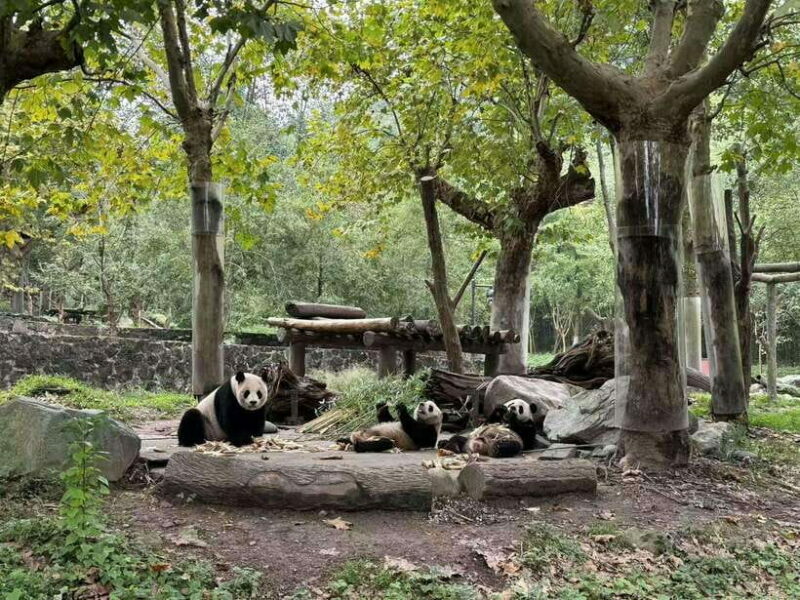 Private Half-Day Tour to Chengdu Panda Base - The Experience Beyond the Pandas