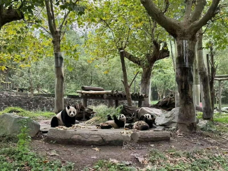 Private Half-Day Tour to Chengdu Panda Base - Final Thoughts: Who Should Consider This Tour?