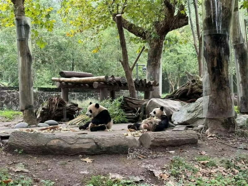 Private Half-Day Tour to Chengdu Panda Base - FAQ