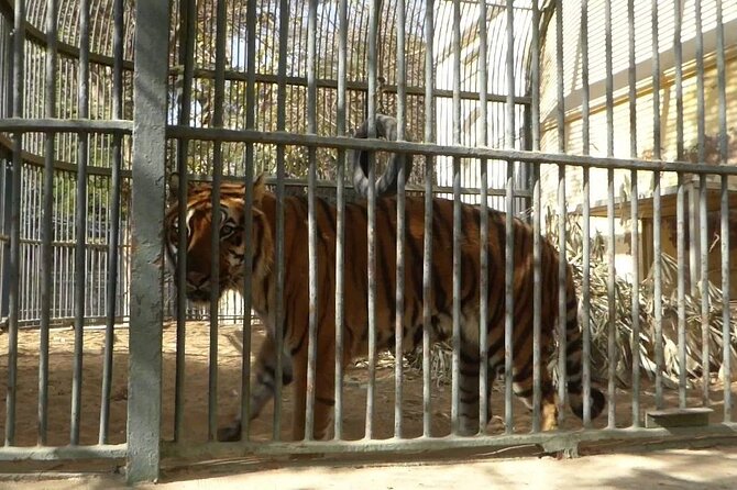 Private Half Day Tour To The Zoo In Giza - Meeting and Pickup