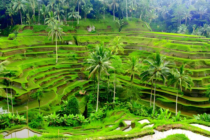 Private Half Day-Tour: Ubud Art Village Trip - Additional Information