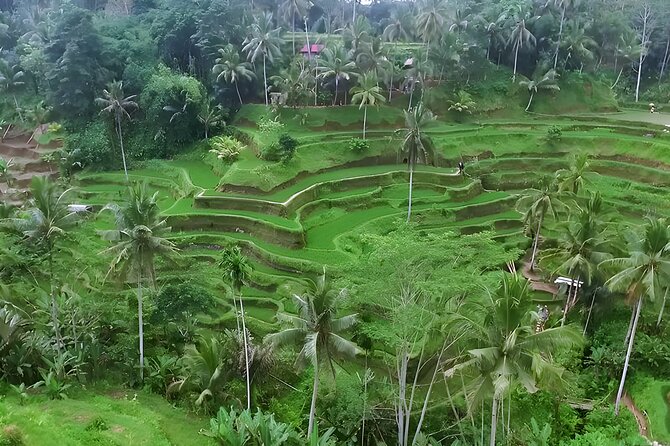 Private Half-Day Tour : Ubud Waterfall Tour Packages - Tegenungan Waterfall