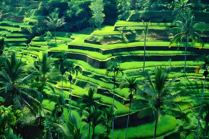 Private Half-Day Tour : Ubud Waterfall Tour Packages - Customer Feedback