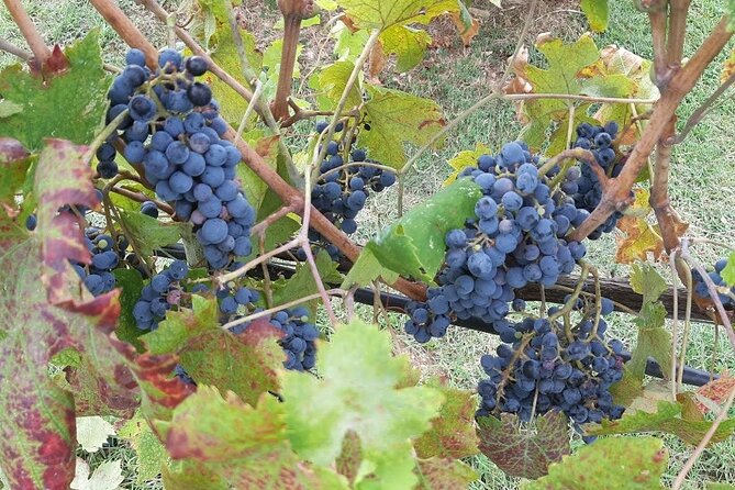 Private Half Day Tour: Visit Siena & Chianti Classic Tour With Wine Experience - Inclusions and Exclusions