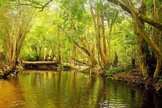 Private Half Day Tour: World Heritage Rainforest & Waterfall - Inclusions