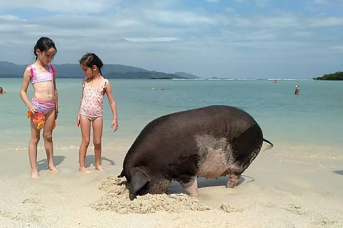 Private Half Day Trip to Pig Island and Koh Tan by Long Tail Boat - Accessibility and Participation Guidelines
