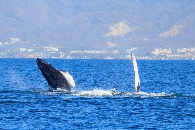 Private Half Day Whale Watching Expedition in Puerto Vallarta - Meeting and Pickup Information