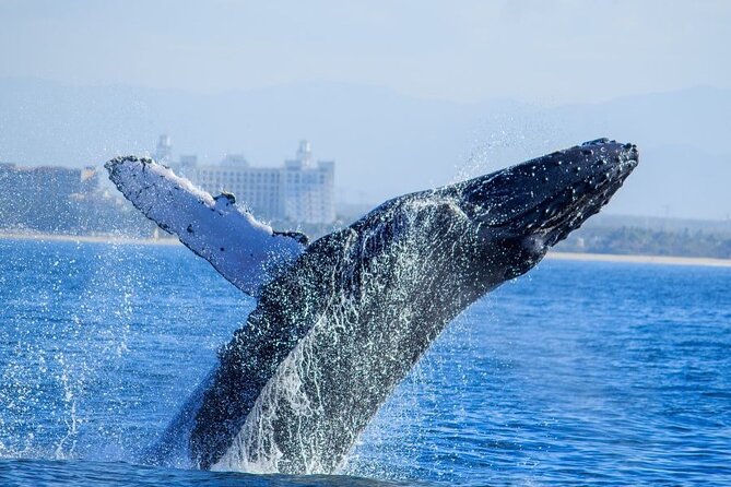 Private Half Day Whale Watching Expedition in Puerto Vallarta - Accessibility Options