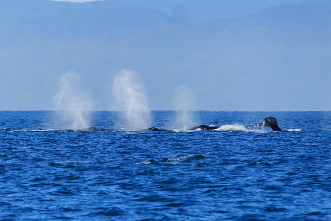 Private Half Day Whale Watching Expedition in Puerto Vallarta - Customer Reviews and Feedback