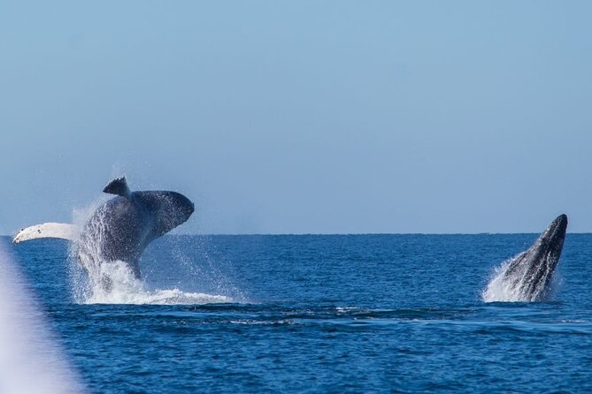 Private Half Day Whale Watching Expedition in Puerto Vallarta - Frequently Asked Questions
