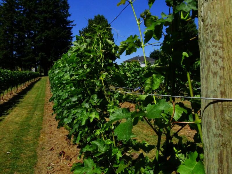 Private Half Day Wine Tasting Tour - Key Points