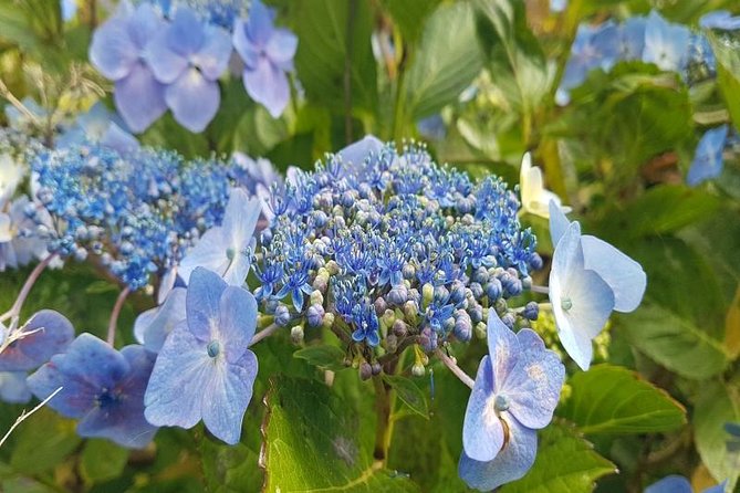Private Halfday Flower Palheiro Gardens Tour - Reviews and Feedback