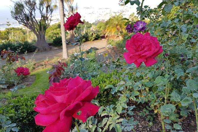 Private Halfday Madeira Garden Tour - Private Tour Experience