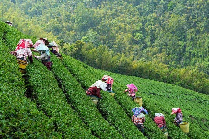 Private Hangzhou Tea Plantation and Garden Tour With Lunch - Scenic Views of the West Lake