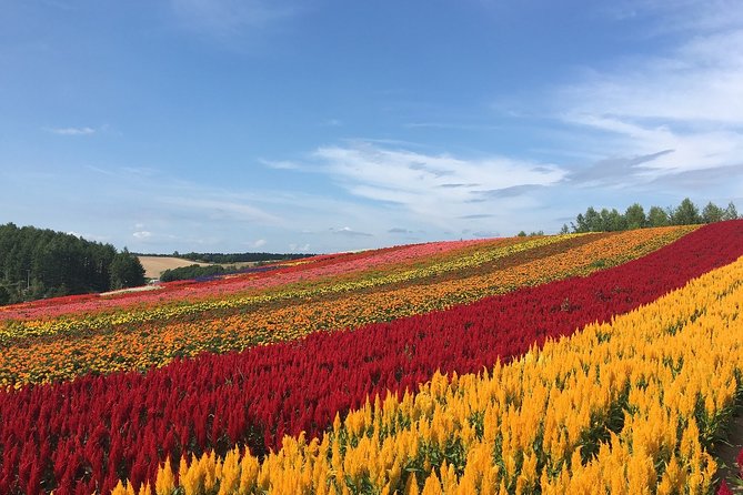 Private Hiace & Simple English Driver in Hokkaido(Sapporo Otaru Toya Furano) - Exploring Cheese Factory