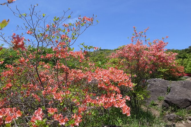 Private Hiking Activity Near Tokyo - Booking Information