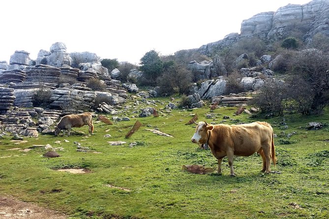 Private Hiking in El Torcal From Marbella or Malaga - Overview of the El Torcal Hike
