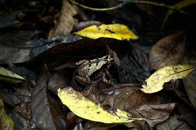 Private Hiking Tour at Soberania National Park - Exploring the Panamanian Market