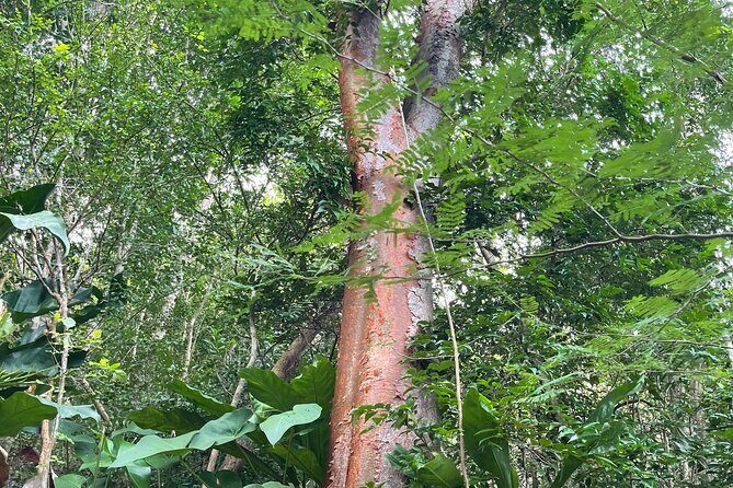 Private Hiking Tour in British Virgin Island with the Best 360 View - FAQ