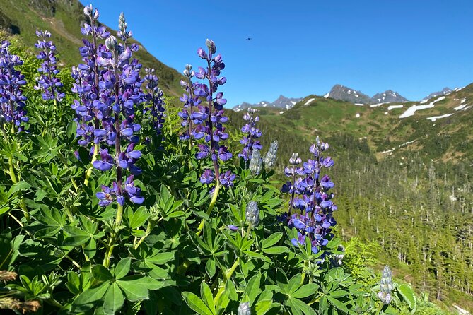 Private Hiking Tour in Sitka, Alaska - Guide Expertise