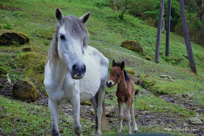Private Hiking Tour to Mtirala National Park From Batumi - Hike Highlights