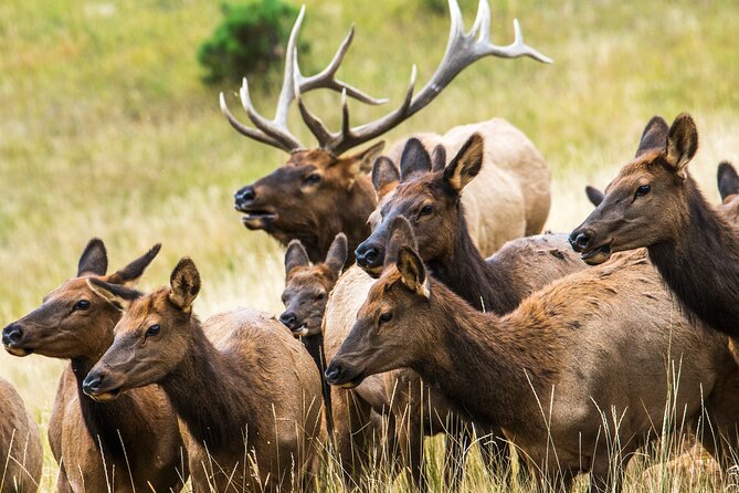 Private Hiking Tour to Rocky Mountain National Park From Denver and Boulder - Wildlife Sightings