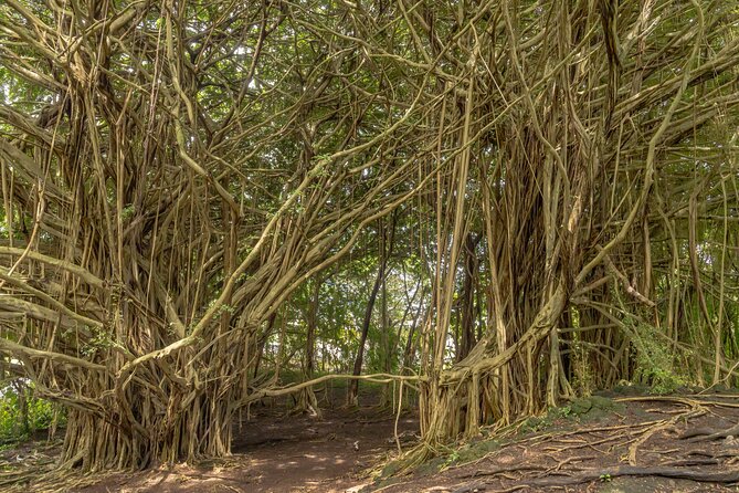 Private Hilo Shore Excursion - Volcanoes and Waterfalls - Booking and Cancellation Policy