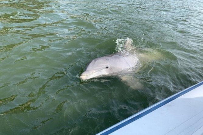Private Hilton Head Dolphin Tour - Included Amenities