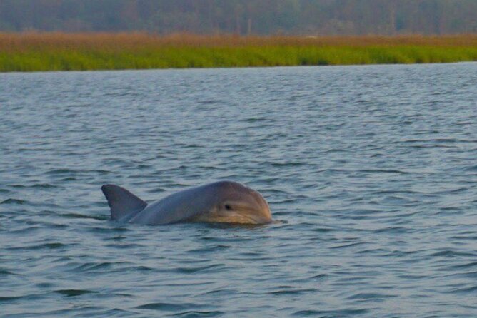 Private Hilton Head Dolphin Tour - Pricing and Cancellation Policy