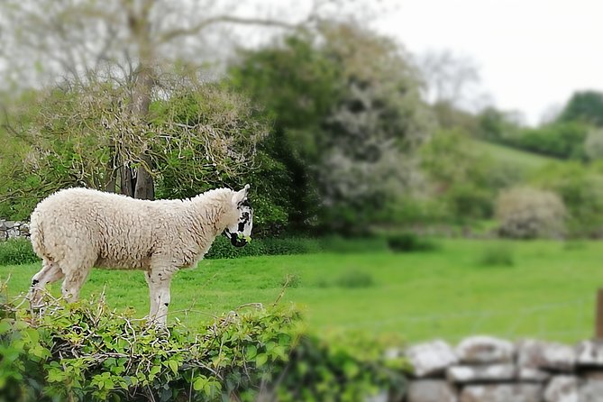 Private Hire: Yorkshire Dales From York in 16 Seater Minibus - What to Expect on the Minibus