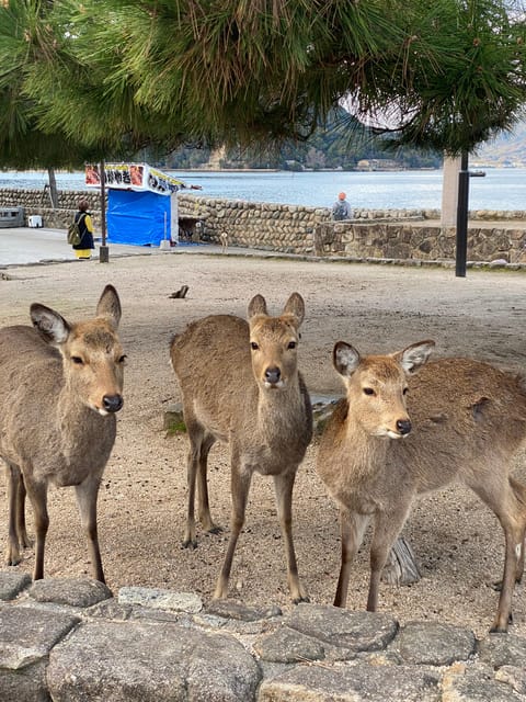 Private Hiroshima and Miyajima Tour With Licensed Guide - Guide and Accessibility
