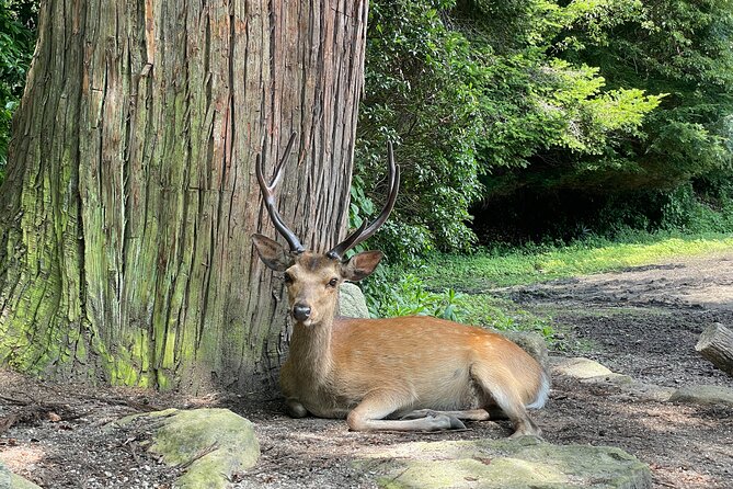 Private Hiroshima and Miyajima Tour With Local - Reviews and Feedback