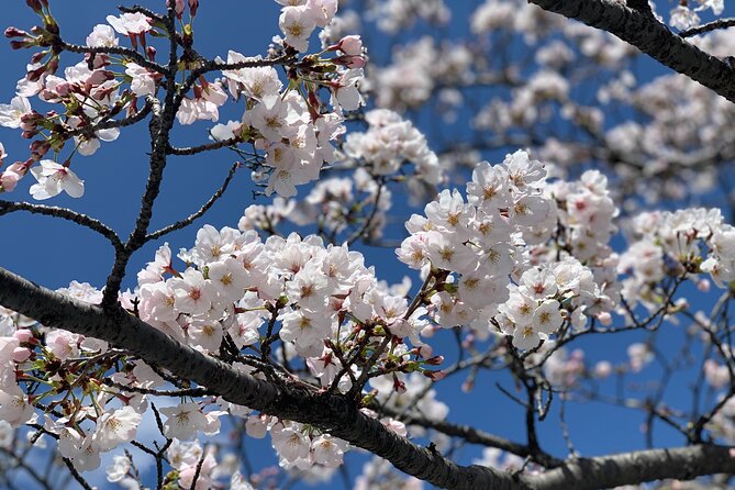 Private Hiroshima and Miyajima Tour With Local - Exploring Hiroshima Peace Memorial Park