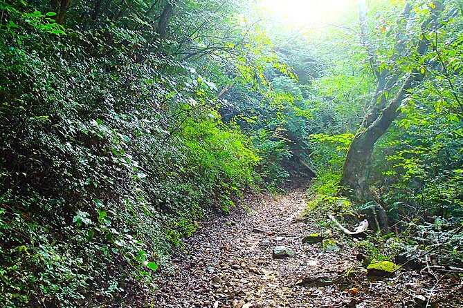 Private Historic Road Hike in the Healing Forest of Arima - Key Points