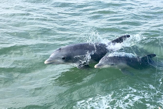 Private Historical Wildlife and Dolphin Cruise South Padre Island - Catamaran and Passenger Capacity